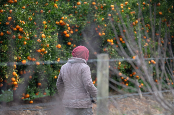En Afrique du Sud, après l’exil massif de migrants, la pénurie de main-d’œuvre