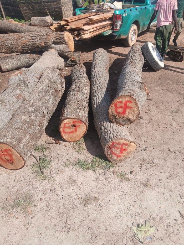 Lutte contre le trafic illicite de bois à Vélingara : Le service des eaux et forêts saisit 7 machines de sciage,15 billons de bois de kapokier... Lutte contre le trafic illicite de bois à Vélingara : Le service des eaux et forêts saisit 7 machines de sciage,15 billons de bois de kapokier...