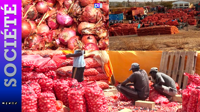 Oignon : la reprise des importations ravive la colère des petits producteurs sénégalais