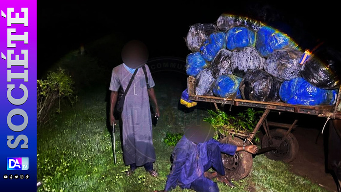 Mbodiène : 427 kg de chanvre indien saisis, un convoyeur armé d’une machette interpellé