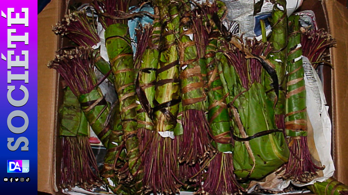 Trafic international de khat : 34 kg saisis à Karang, un présumé complice de Moustapha Fichoulou arrêté