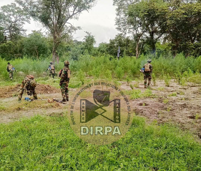 Nord Sindian : l'Armée détruit sept champs de chanvre indien détruits et interpelle deux individus Nord Sindian : l'Armée détruit sept champs de chanvre indien détruits et interpelle deux individus