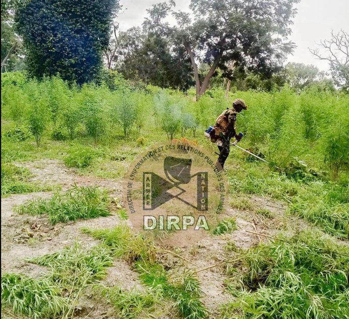Nord Sindian : l'Armée détruit sept champs de chanvre indien détruits et interpelle deux individus