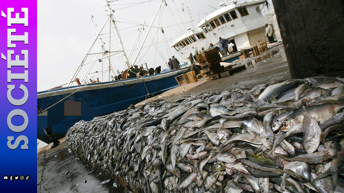 Pêche sénégalaise : la chute de 32,9 % des débarquements industriels inquiète la filière Pêche sénégalaise : la chute de 32,9 % des débarquements industriels inquiète la filière