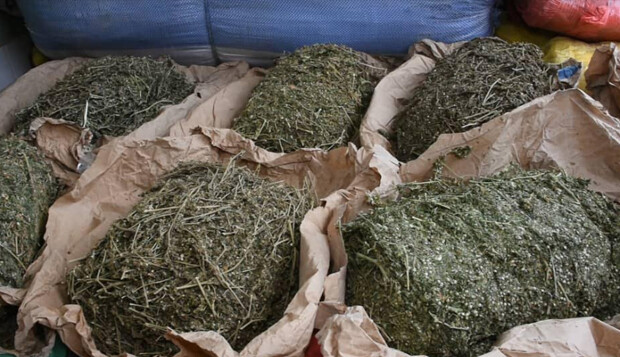 Rufisque : une perquisition débouche sur la saisie de près de 100 kilos de chanvre