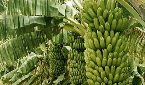 Communiqué du président du Groupe Yellitaare Mamadou Oumar Sall en prélude à la tournée économique du Chef de l’Etat Macky Sall