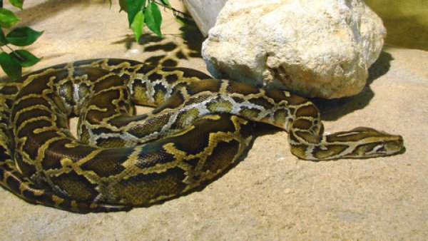 Diourbel :  Un python de 8 mètres terrorise les populations