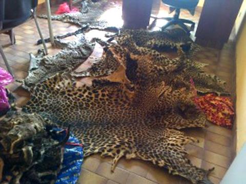 Criminalité faunique : Un trafiquant arrêté à Kaolack avec une grande quantité de contrebande de peaux de lion et autres espèces rares
