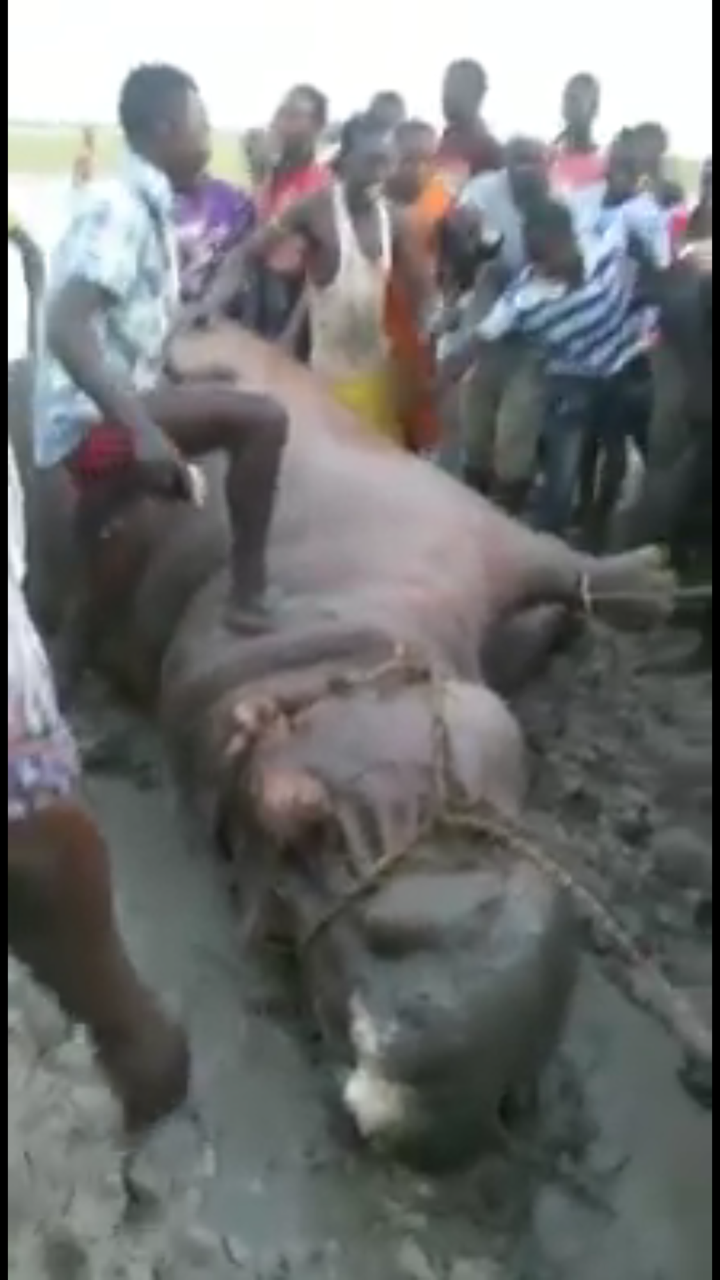 L'hippopotame qui semait la terreur à Gouloumbou a été tué par les populations