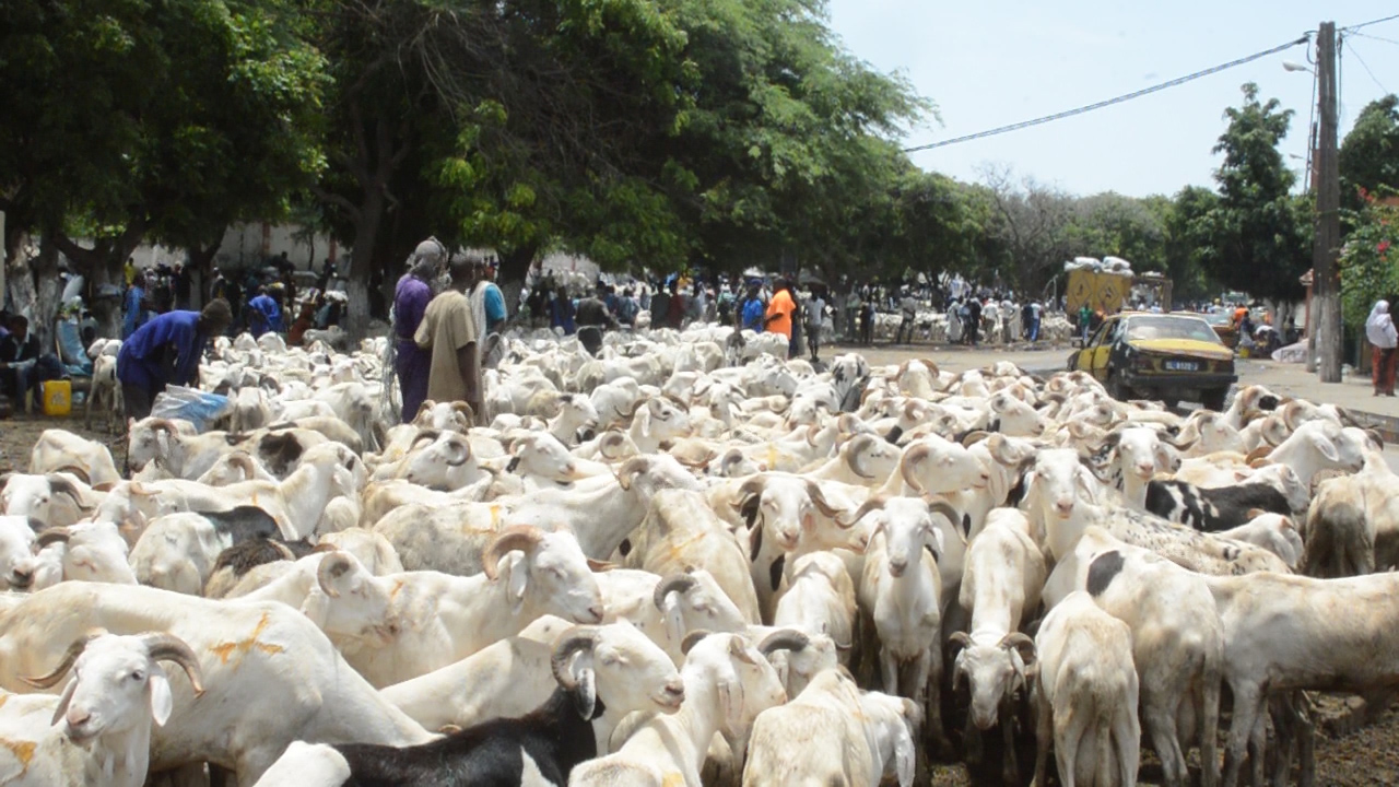 Tabaski à Saint-Louis : 20.180 moutons sur un objectif de 27.000 ont débarqué dans les principaux foirails du département
