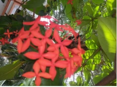 Les plantes médicinales, une niche méconnue : Un patrimoine à protéger pour les générations futures