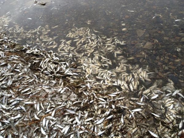 Toubacouta : Des milliers de poissons et d’organismes aquatiques morts, le manque d’oxygène suspecté
