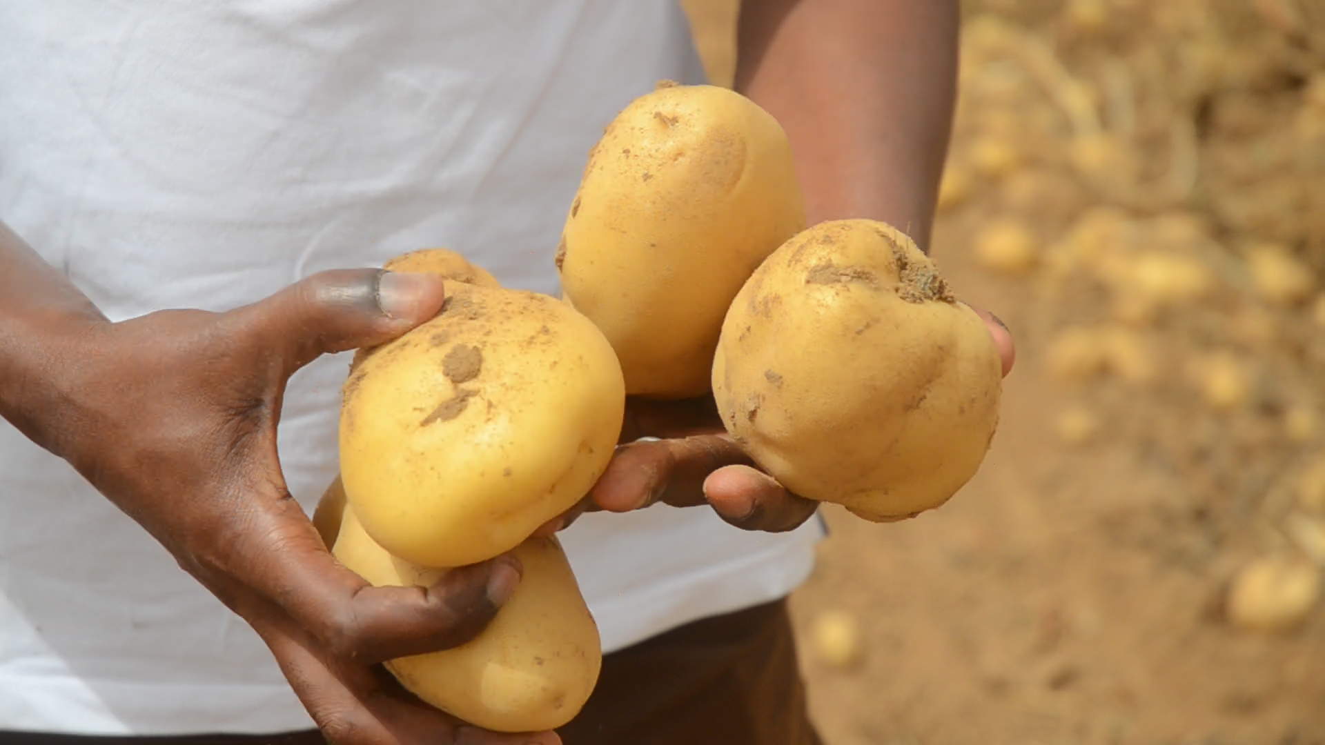 Production de pomme de terre dans la vallée : Le Dr Macoumba Diouf satisfait des performances de Senegindia à Mbane