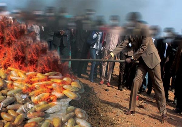 ZIGUINCHOR : Une tonne de chanvre indien et 700 grammes de cocaïne incinérés
