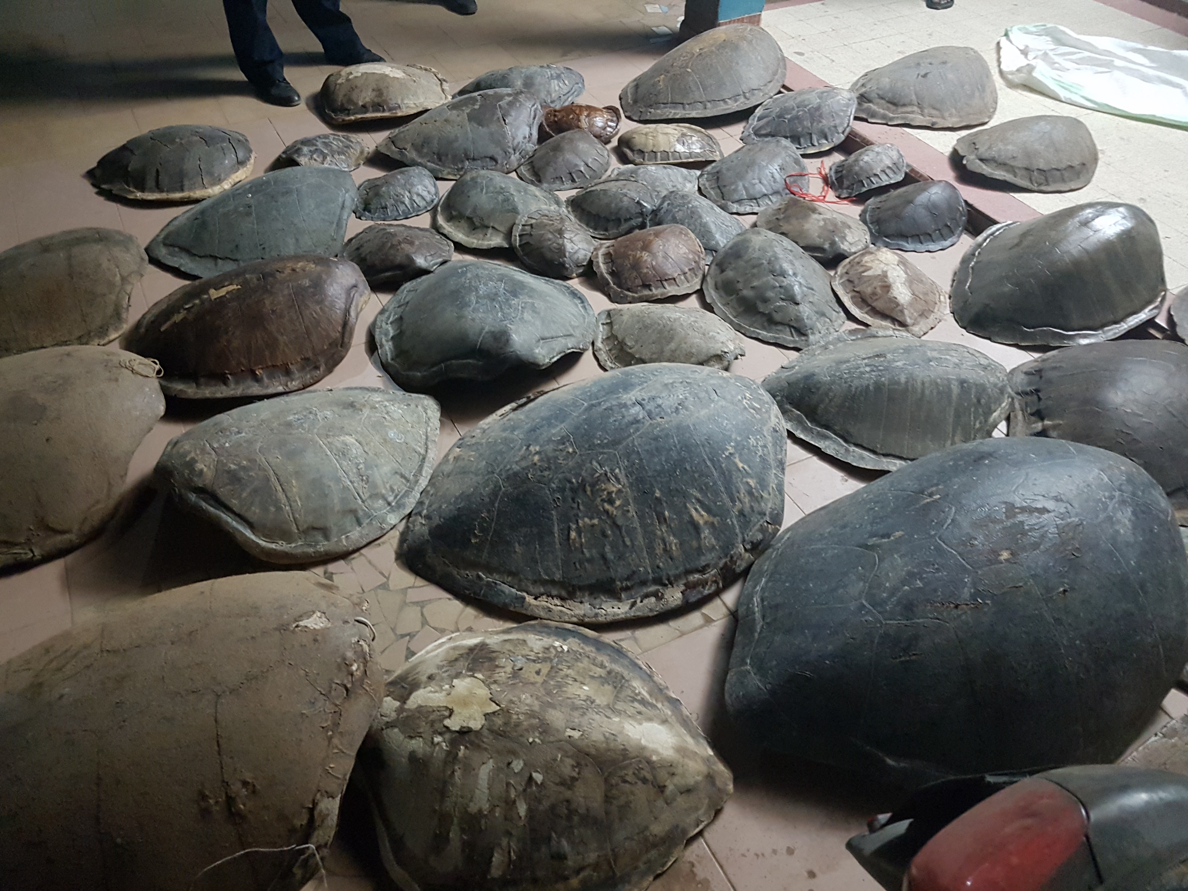 Criminalité faunique : Saisie de 41 carapaces de tortues vertes à  Mbour