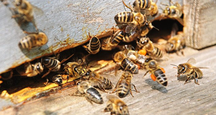 SAM-Kaolack : Les populations attaquées par un essaim d'abeilles