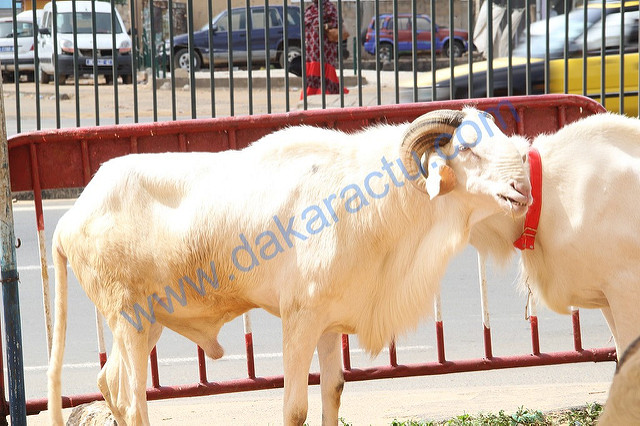 Dix moutons volés ont été retrouvés par la gendarmerie de Louga.