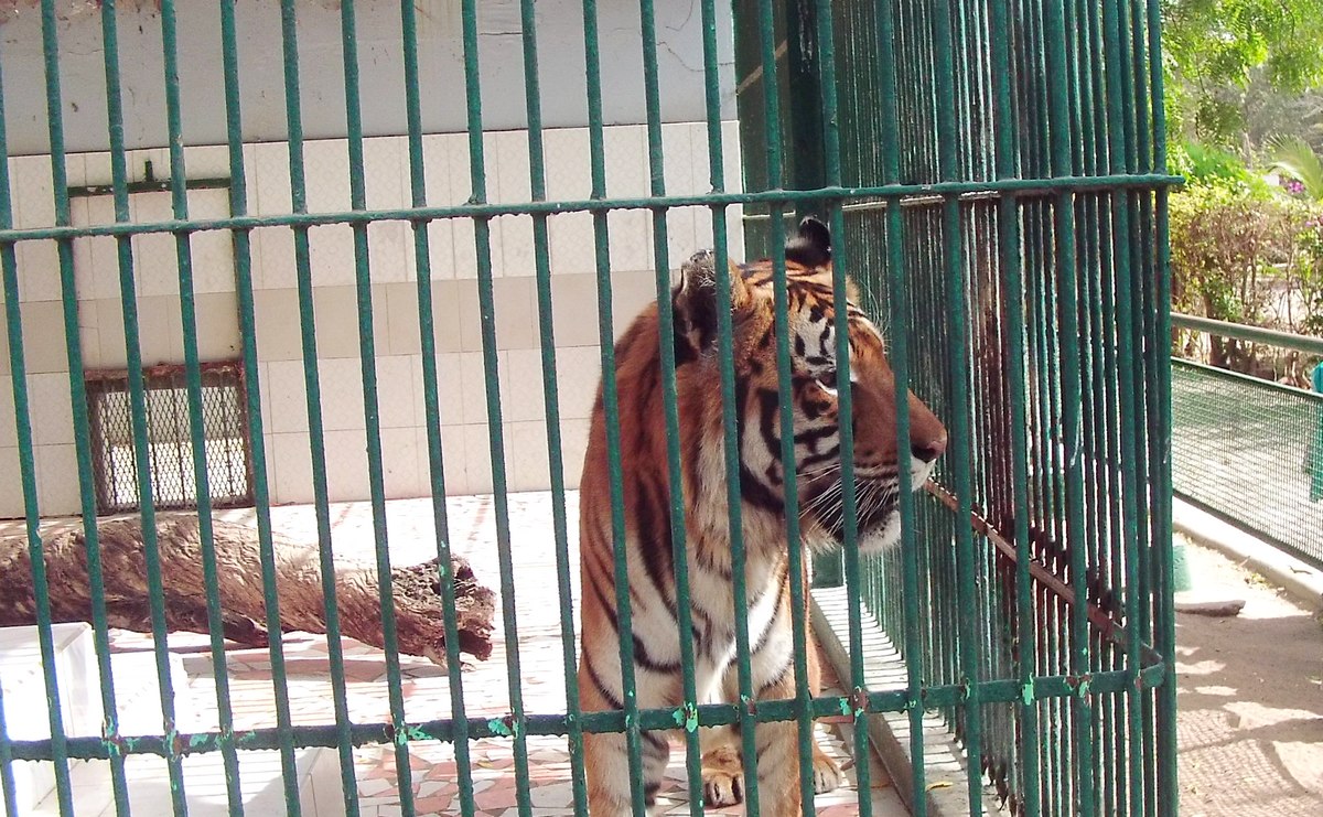 Parc de Hann : Le tigre souffre d’un état grabataire dû à son poids et à son âge