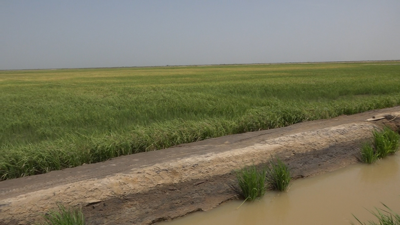 Compagnie agricole de Saint-Louis (Casl) :  Les bons points de la riziculture dans la vallée