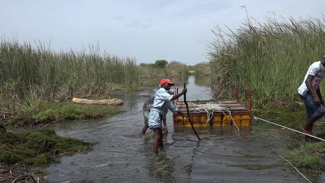 Catastrophe environnementale dans la commune de Gandon : les plantes aquatiques envahissantes polluent le marigot du NDiassew