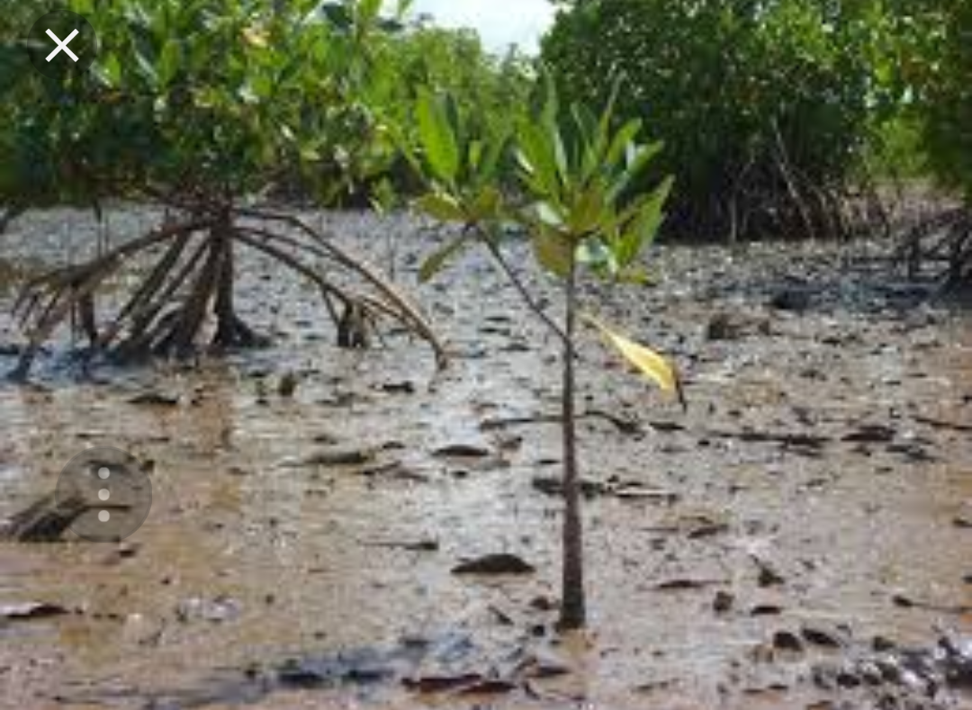 Environnement : La biodiversité gravement menacée