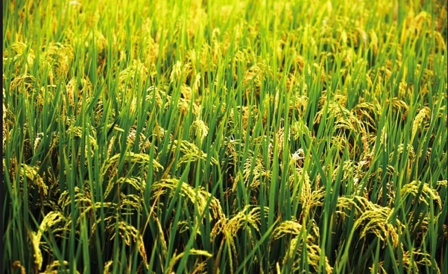 Saint-Louis / Production rizicole dans la vallée : De grands bonds en avant notés de 2015 à 2018