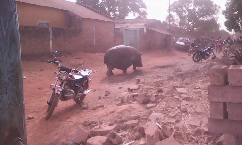 Kedougou : Entre la légalité et l'opportunité d'une décision de tuer un hippopotame ?