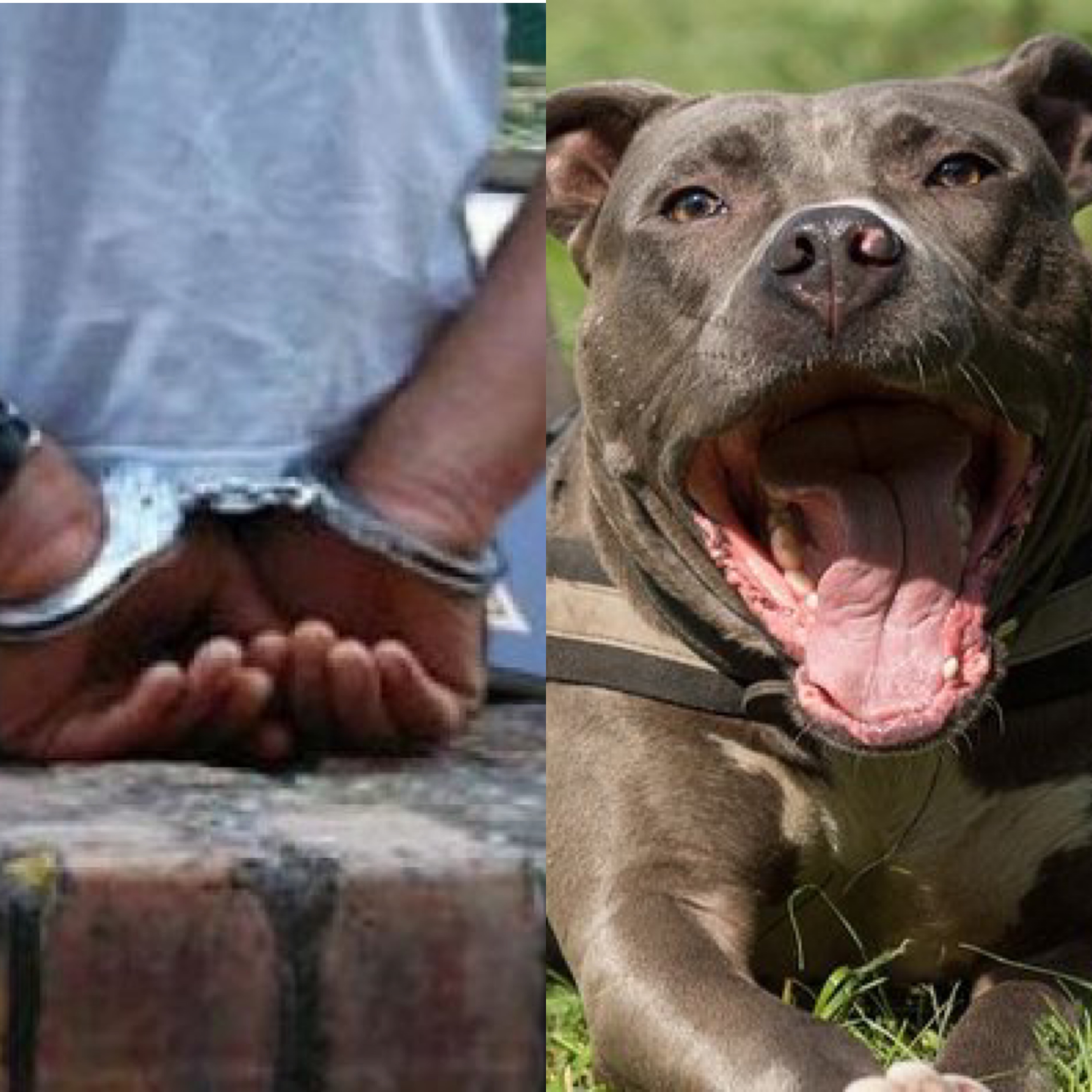 Affaire du talibé attaqué à Pikine  : Le pitbull abattu, son propriétaire déféré