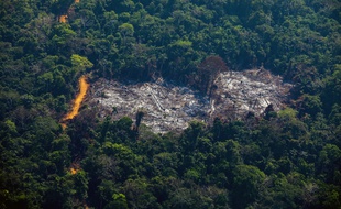 Incendie en Amazonie : Le réseau africain des journalistes de l'environnement tacle le Pr Brésilien et appelle à la mobilisation générale