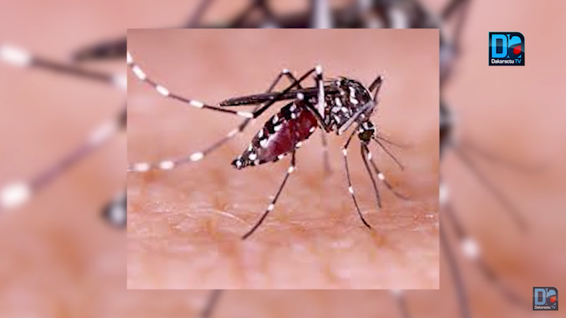 Kaffrine : 8 cas de dengue enregistrés
