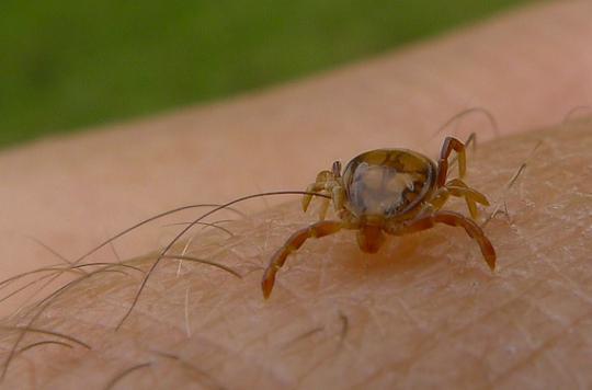 Fièvre hémorragique Crimée-Congo : Signes et symptomes, transmission et traitement.