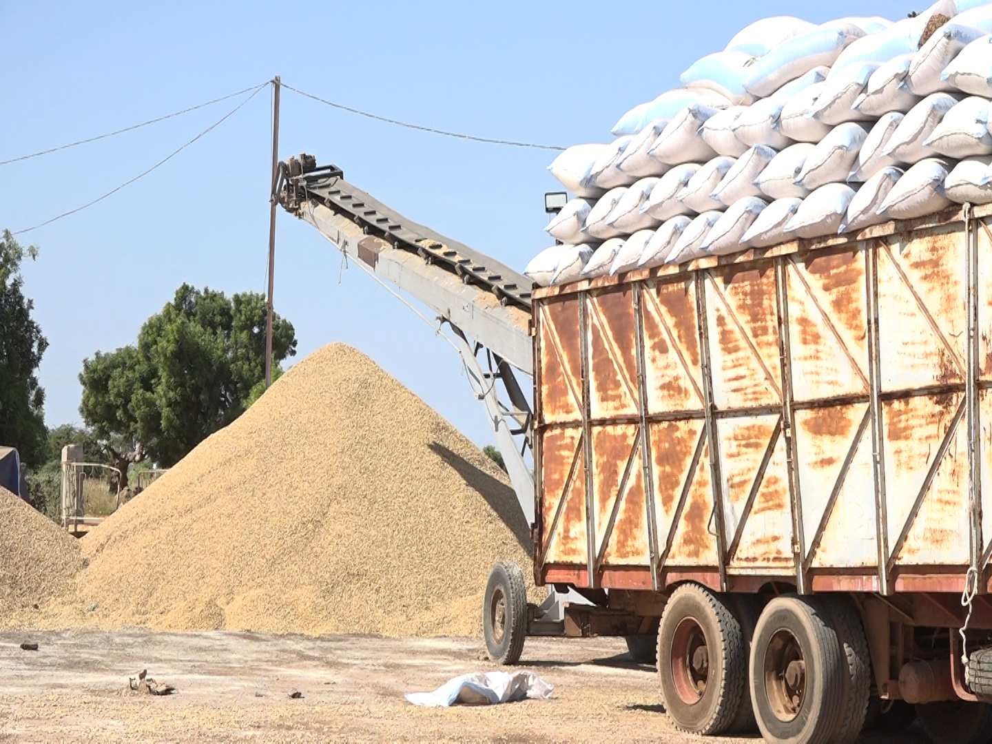 Commercialisation de l'arachide / Sonacos Kaolack : 06 camions réceptionnés depuis le début de la campagne (Images)