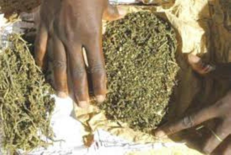 MBOUR : La brigade régionale des stupéfiants alpague un trafiquant avec 6kg de chanvre indien