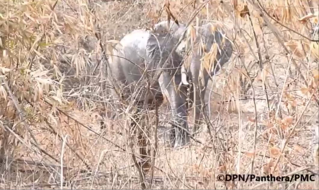 Niokolo Koba Pnnk Un Retour Des Elephants Observe dakaractu