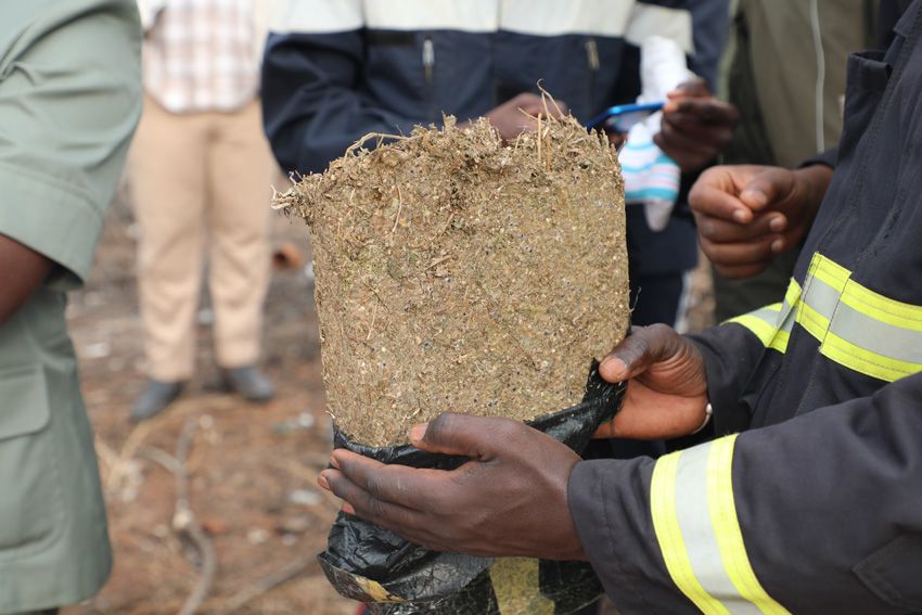 Casamance : 97 kg de chanvre indien saisis durant le mois de janvier.