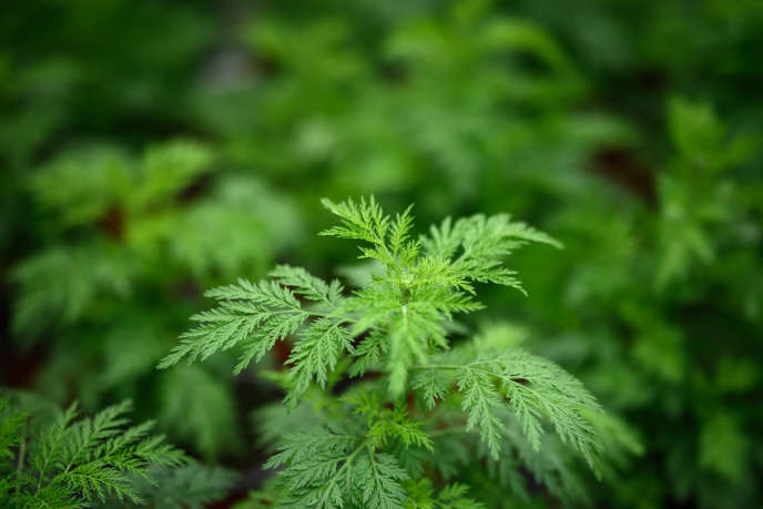 Covid-19 : L’Artemisia Annua considérée comme un des traitements possibles de la pandémie par l’Oms.