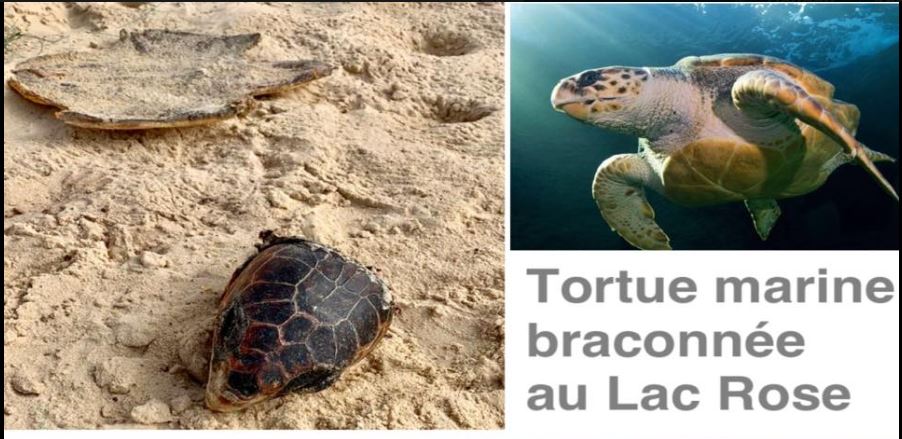 Lac Rose : Braconnage de tortue marine le jour de la Korité