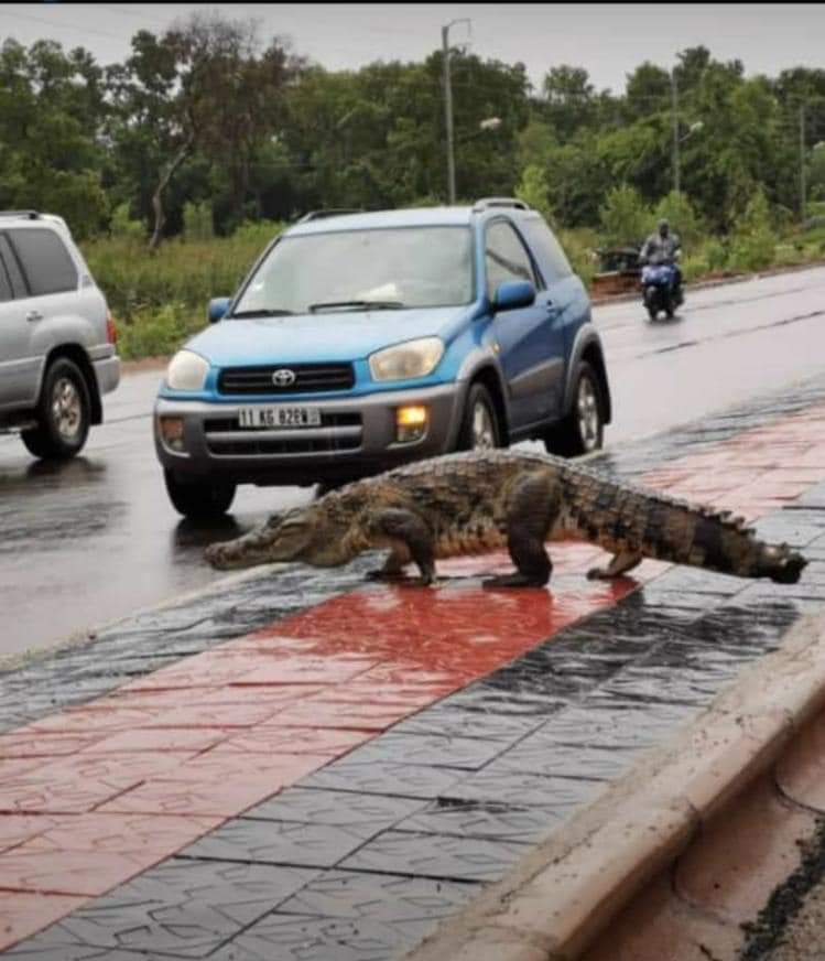 Insolite à Ouagadougou : Des crocodiles en circulation éblouissent la ville.