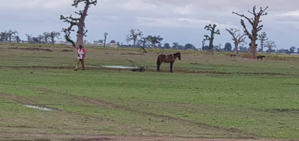 NDENGLER : Les paysans ont repris le chemin des champs.