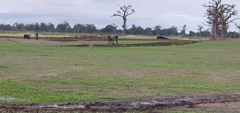 NDENGLER : Les paysans ont repris le chemin des champs.