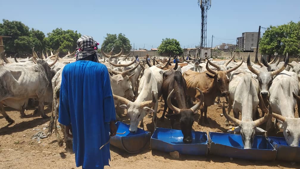 TAMXARIT ET COVID-19 / Le Président Macky Sall dépêche 1.600 bœufs à répartir entre les personnes nécessiteuses pour les besoins de la célébration.