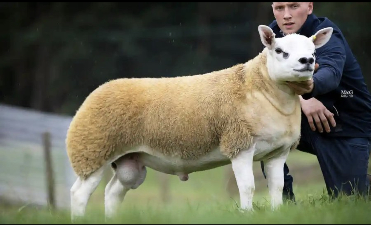 Ecosse : Un mouton vendu aux enchères à 410.000 euros