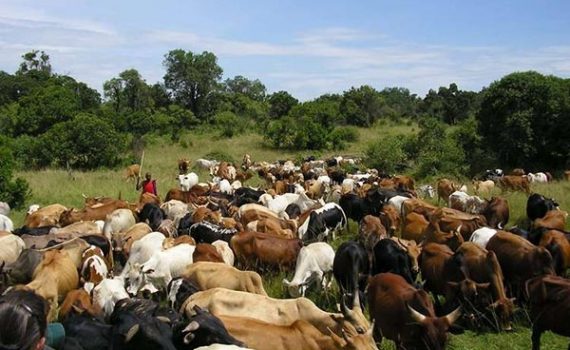 Thiès / Vol de bétail : B.T (63 ans) et O.S (80 ans)  passent leur 1ère nuit carcérale à la MAC, 3 autres en cavale...