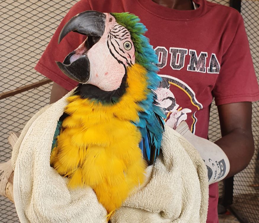 Crime de faune : Un trafiquant de perroquets protégés interpellé à Thiaroye