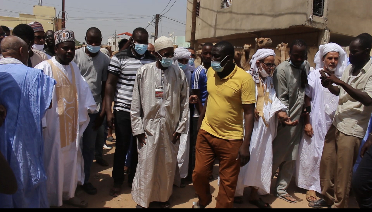Gamou 2020 : Arrivée d'une forte délégation mauritanienne avec un troupeau de chameaux en guise de don au Khalife général de Médina Baye (images).