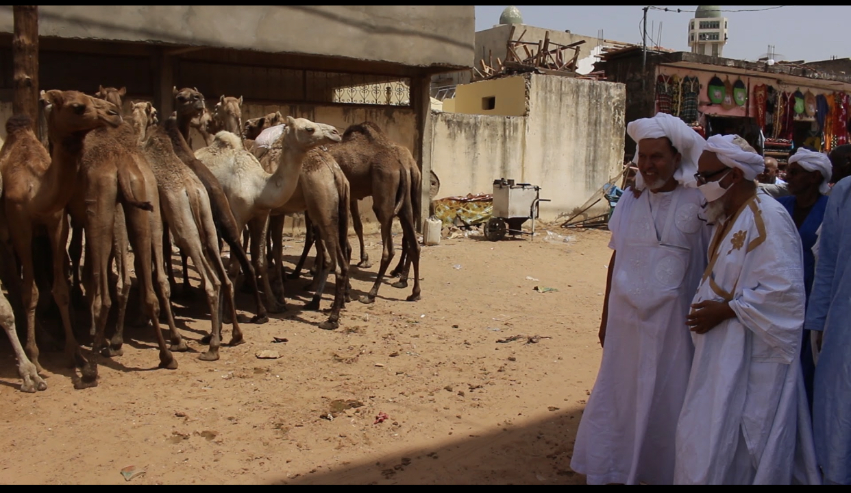 Gamou 2020 : Arrivée d'une forte délégation mauritanienne avec un troupeau de chameaux en guise de don au Khalife général de Médina Baye (images).
