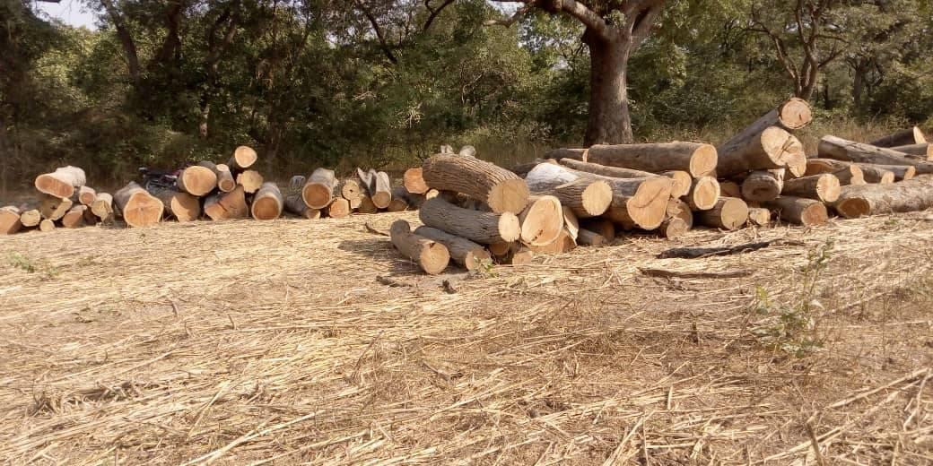 Trafic illicite de bois à Kolda : 98 billons saisis dans la forêt de Koudora.