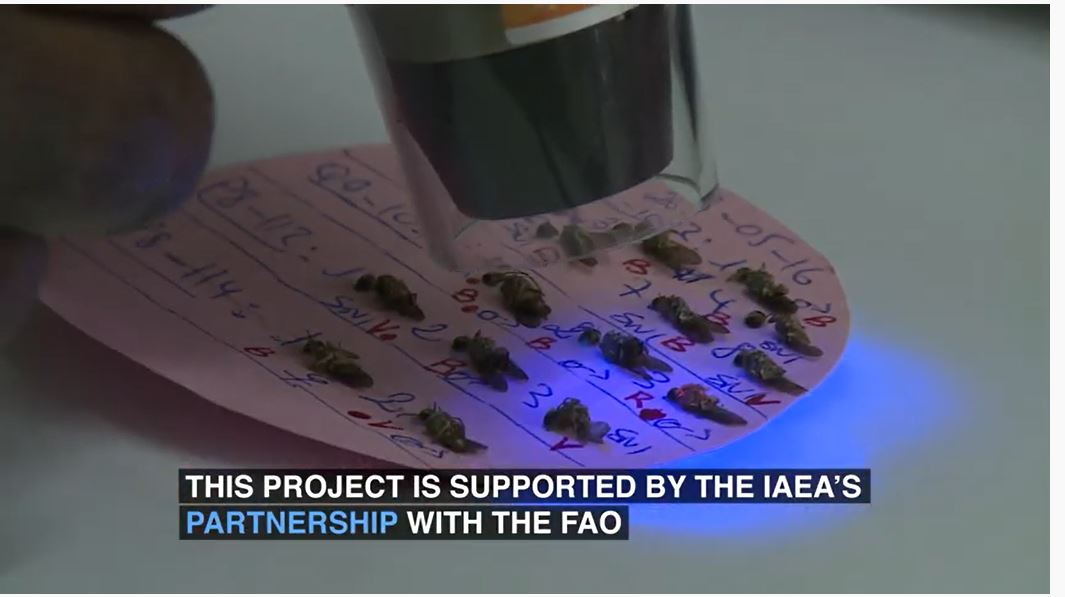 Lâcher de « mouches » dans la zone de Allou Kagne : une simple « technique des insectes stériles » pour lutter contre la mouche tsé-tsé...