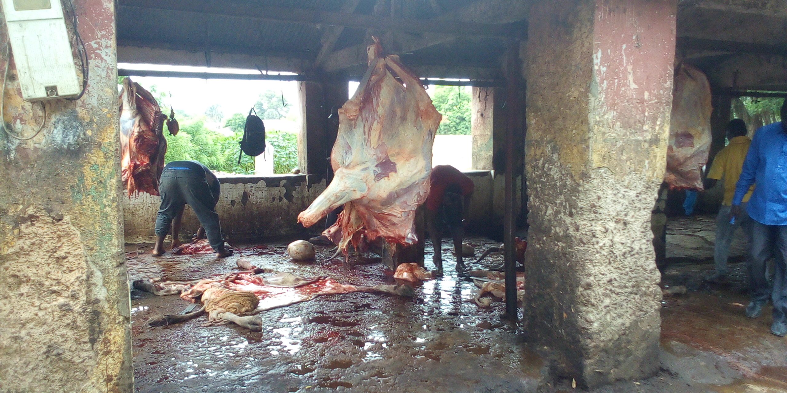 Pénurie de viande à Kolda : Rareté et cherté de la viande, bouchers et tannerie en sursis…