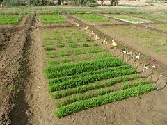 Tournée économique du PR dans le Nord : Macky Sall va inaugurer la route Taredji-Podor, et visiter le casier de Fanaye.